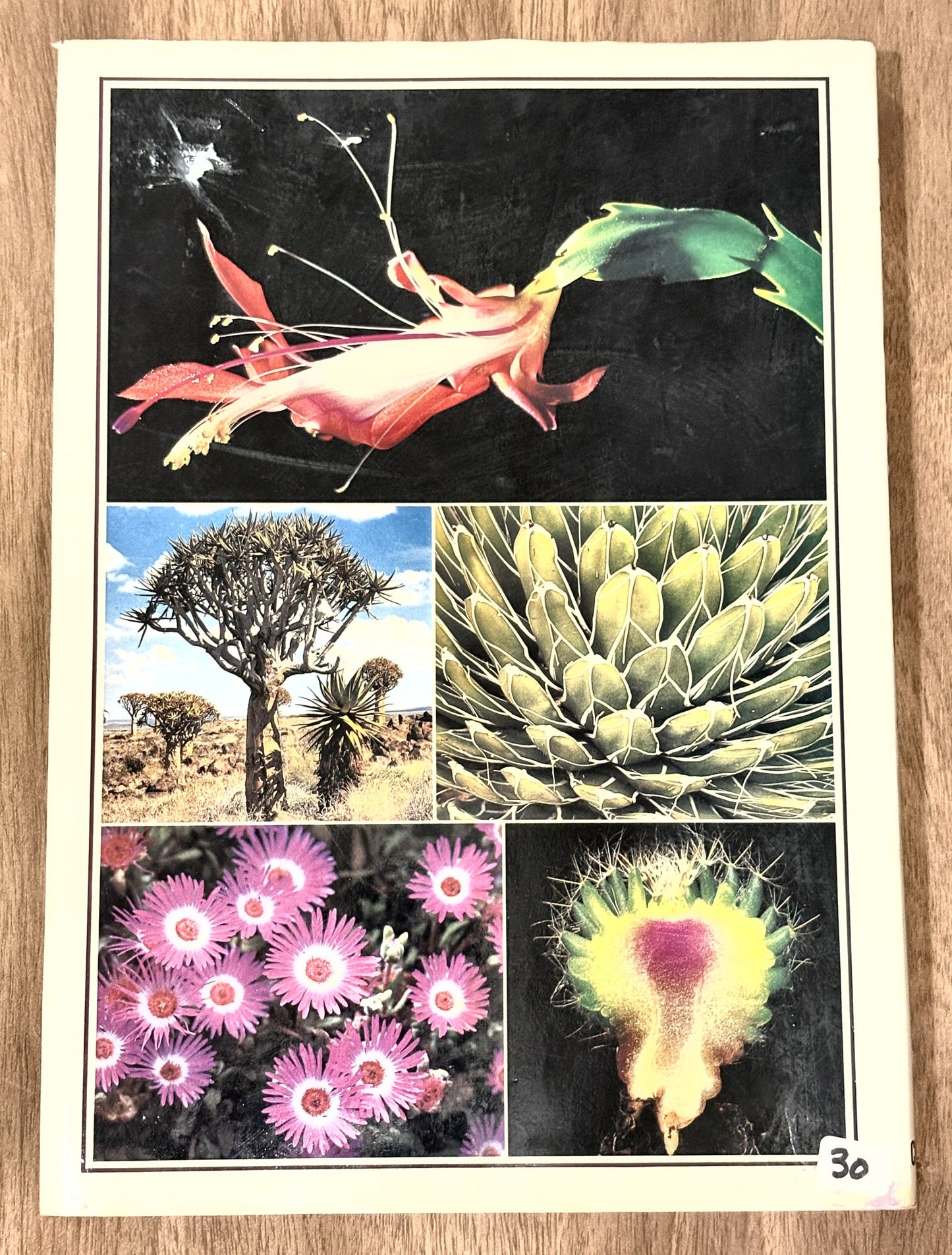 The Illustrated Encyclopedia of Succulents — Gordon Rowley