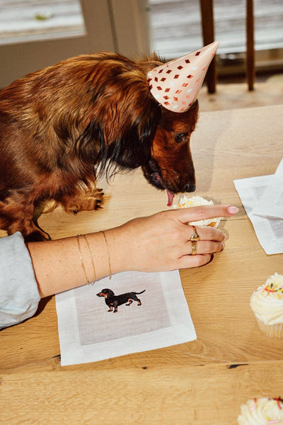 Dachshund