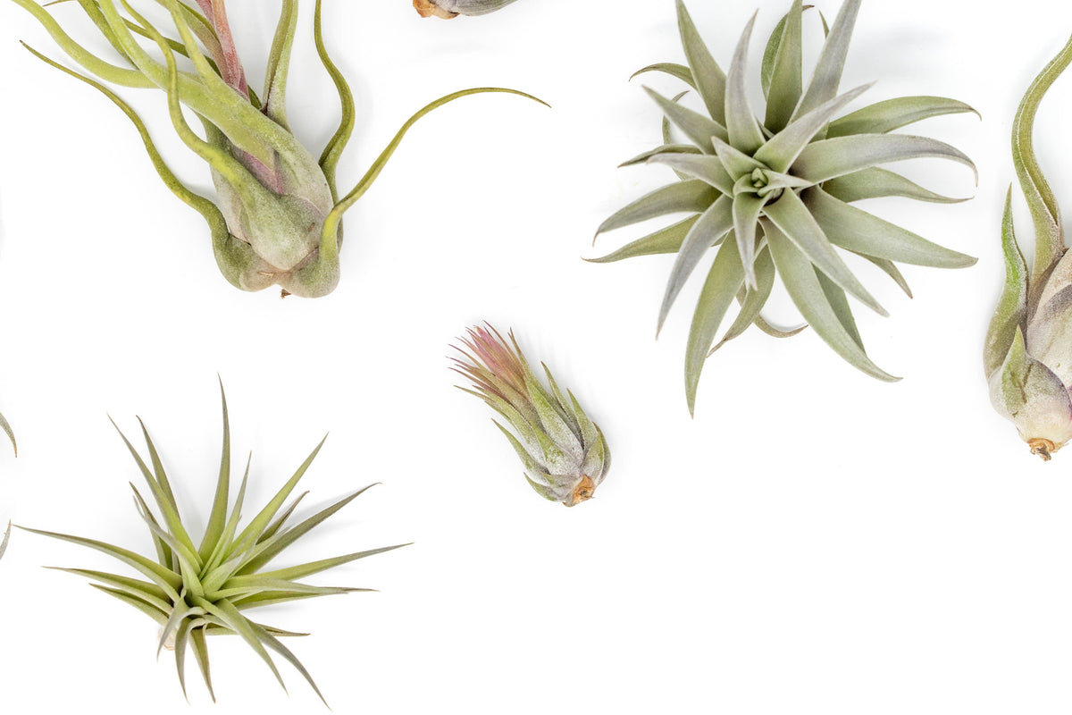 Small Air Plants