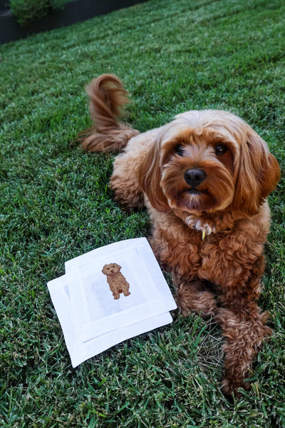 Cavapoo