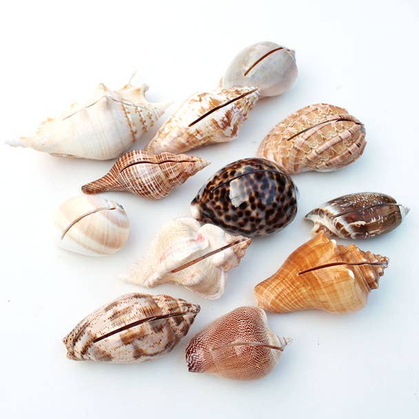 Seashell Place Card/ Photo Holders