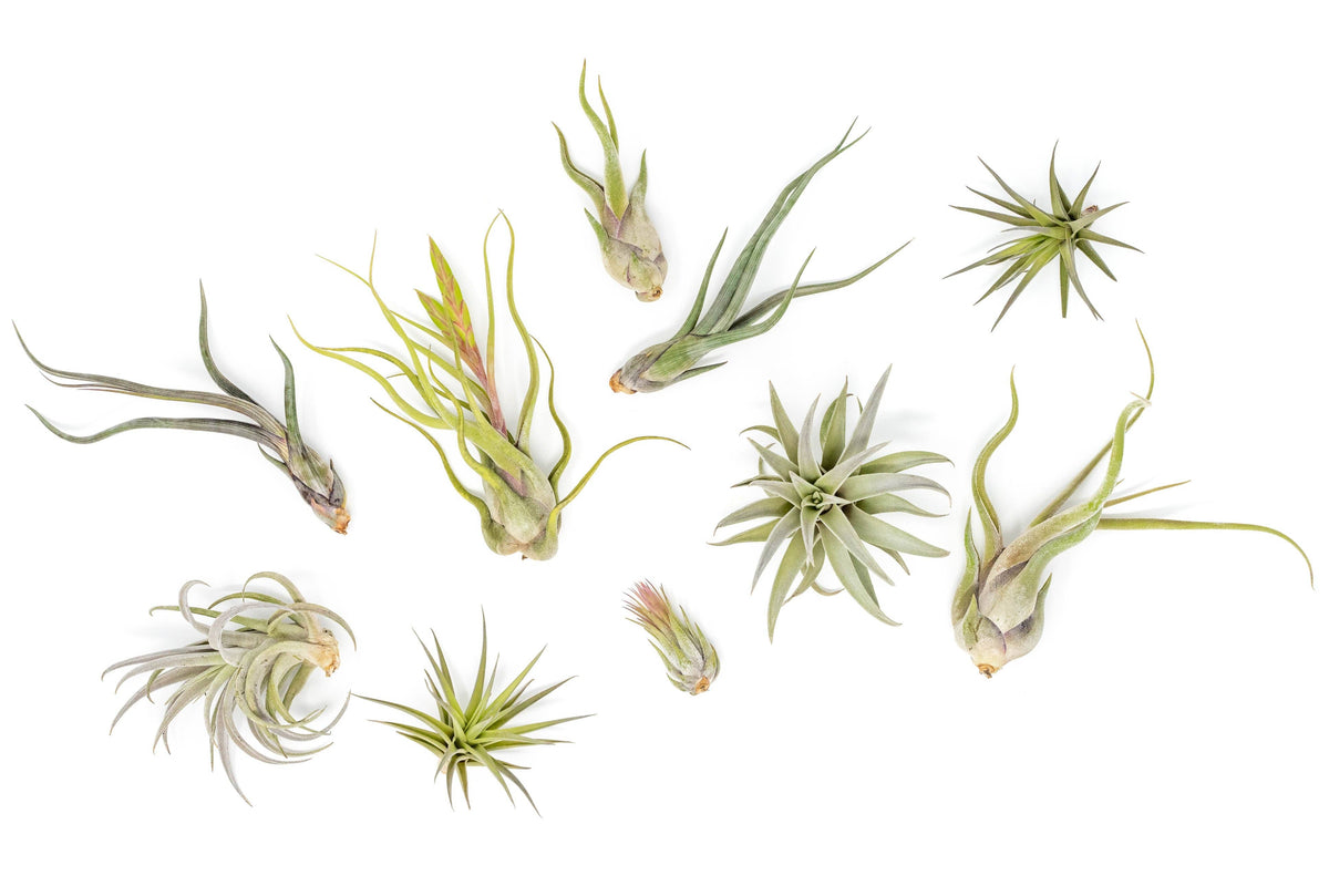 Small Air Plants