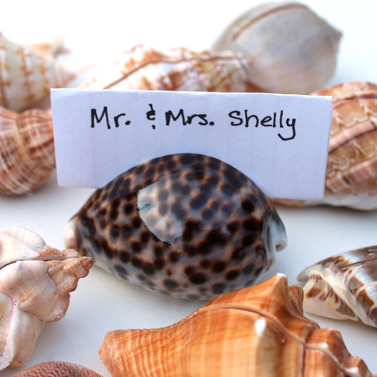 Seashell Place Card/ Photo Holders