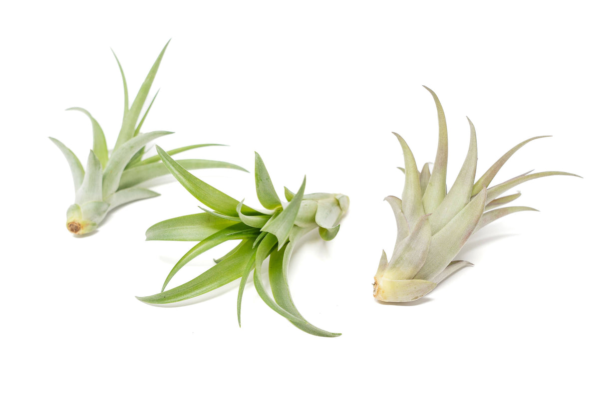 Large Tillandsia Abdita Air Plants
