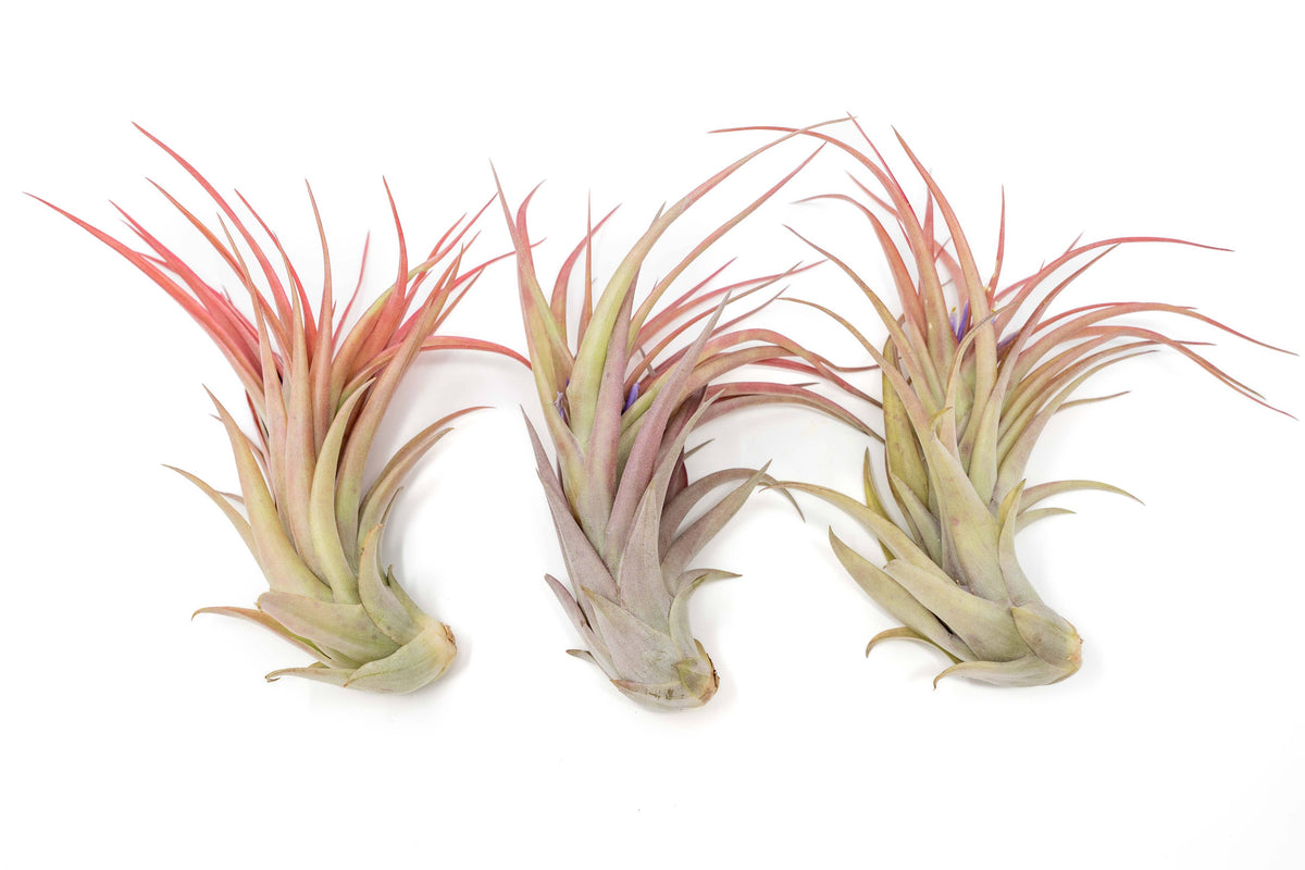 Large Tillandsia Abdita Air Plants
