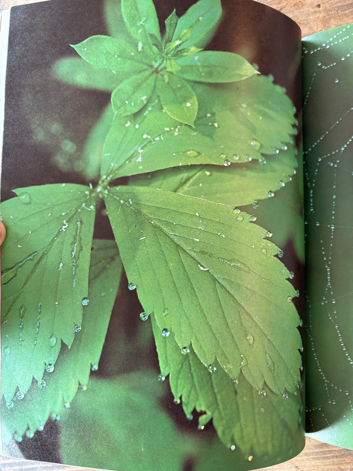 The Hidden Forest — text by Sigurd F. Olson, photographs by Les Blacklock