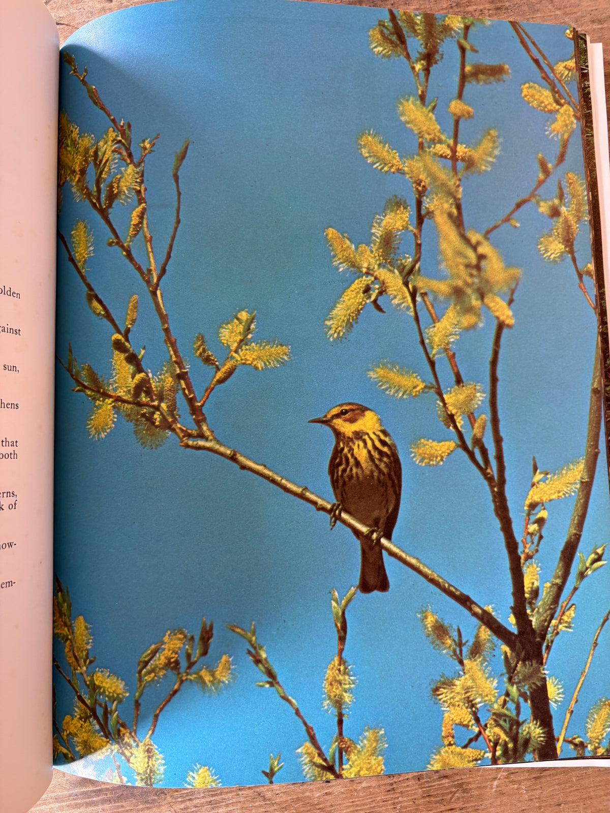 The Hidden Forest — text by Sigurd F. Olson, photographs by Les Blacklock