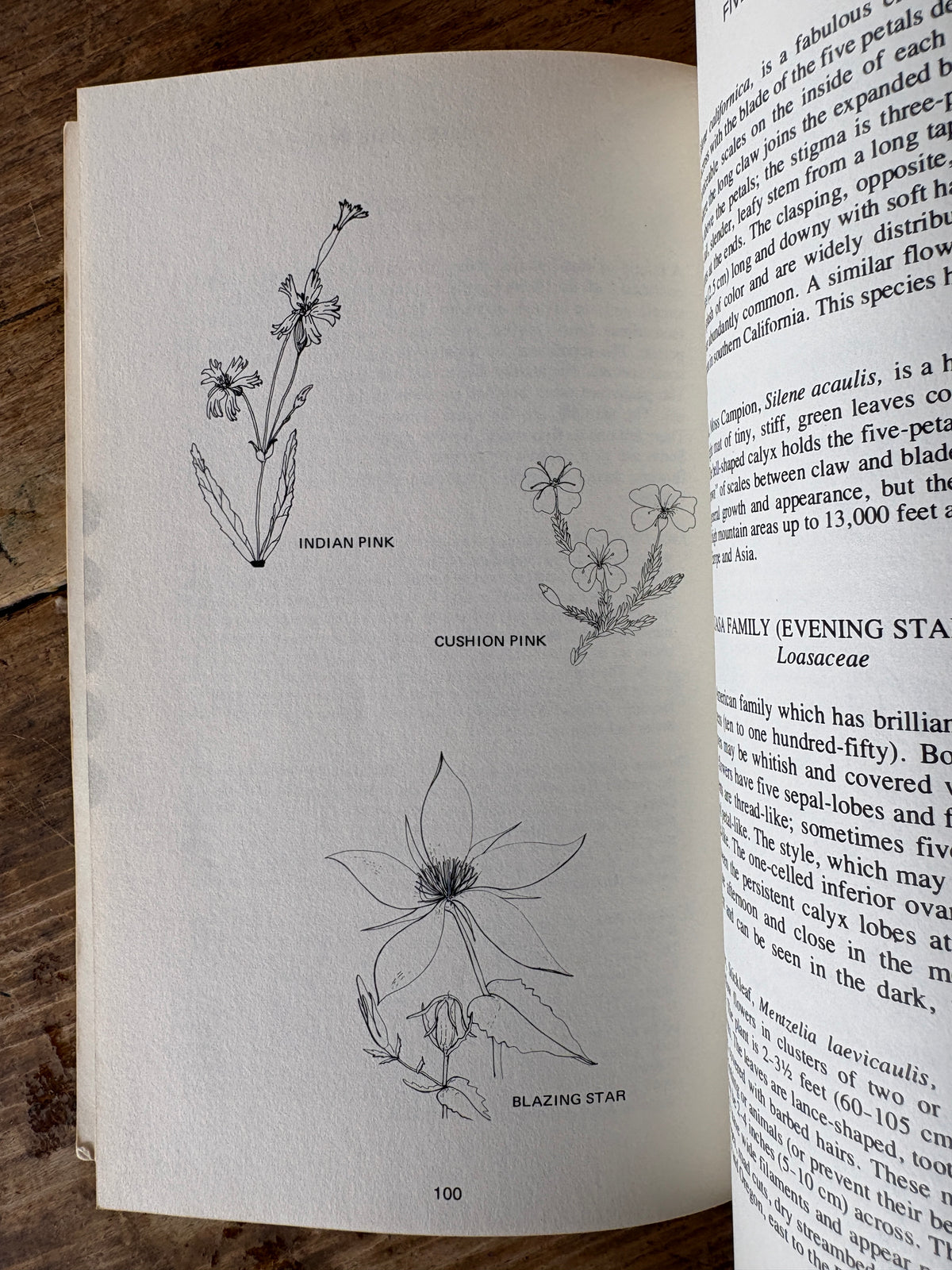 Wildflowers of the West — Mabel Crittenden and Dorothy Telfer