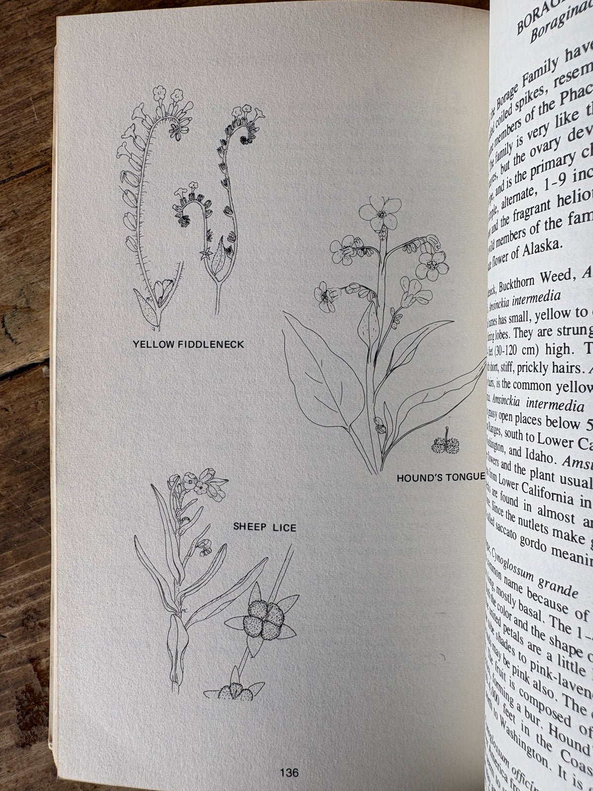 Wildflowers of the West — Mabel Crittenden and Dorothy Telfer