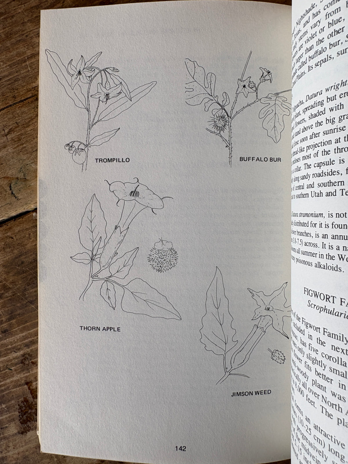 Wildflowers of the West — Mabel Crittenden and Dorothy Telfer