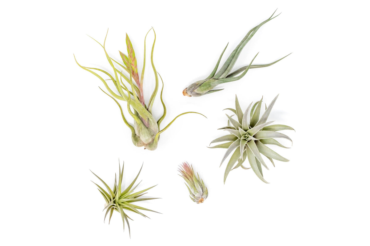 Small Air Plants