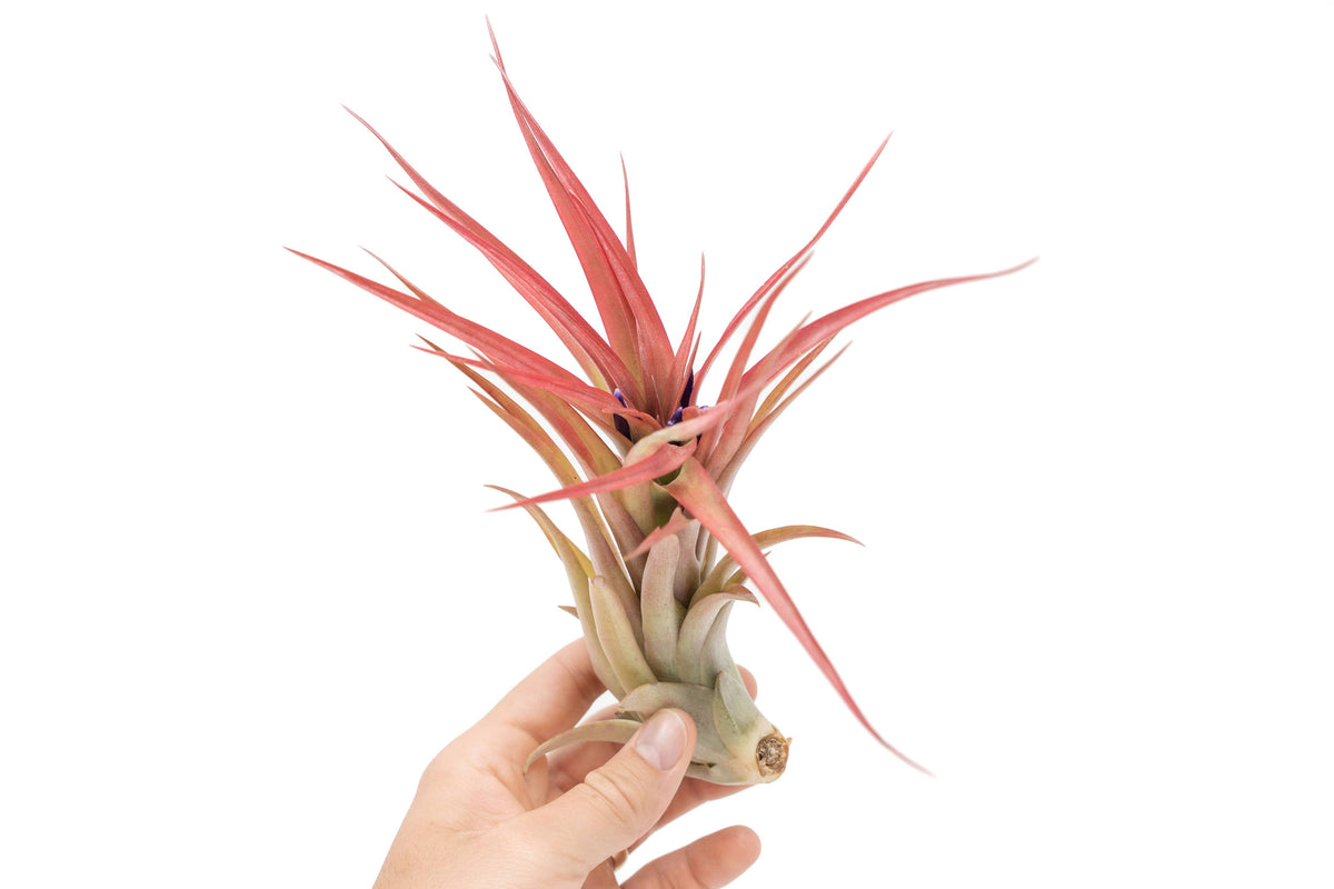 Large Tillandsia Abdita Air Plants