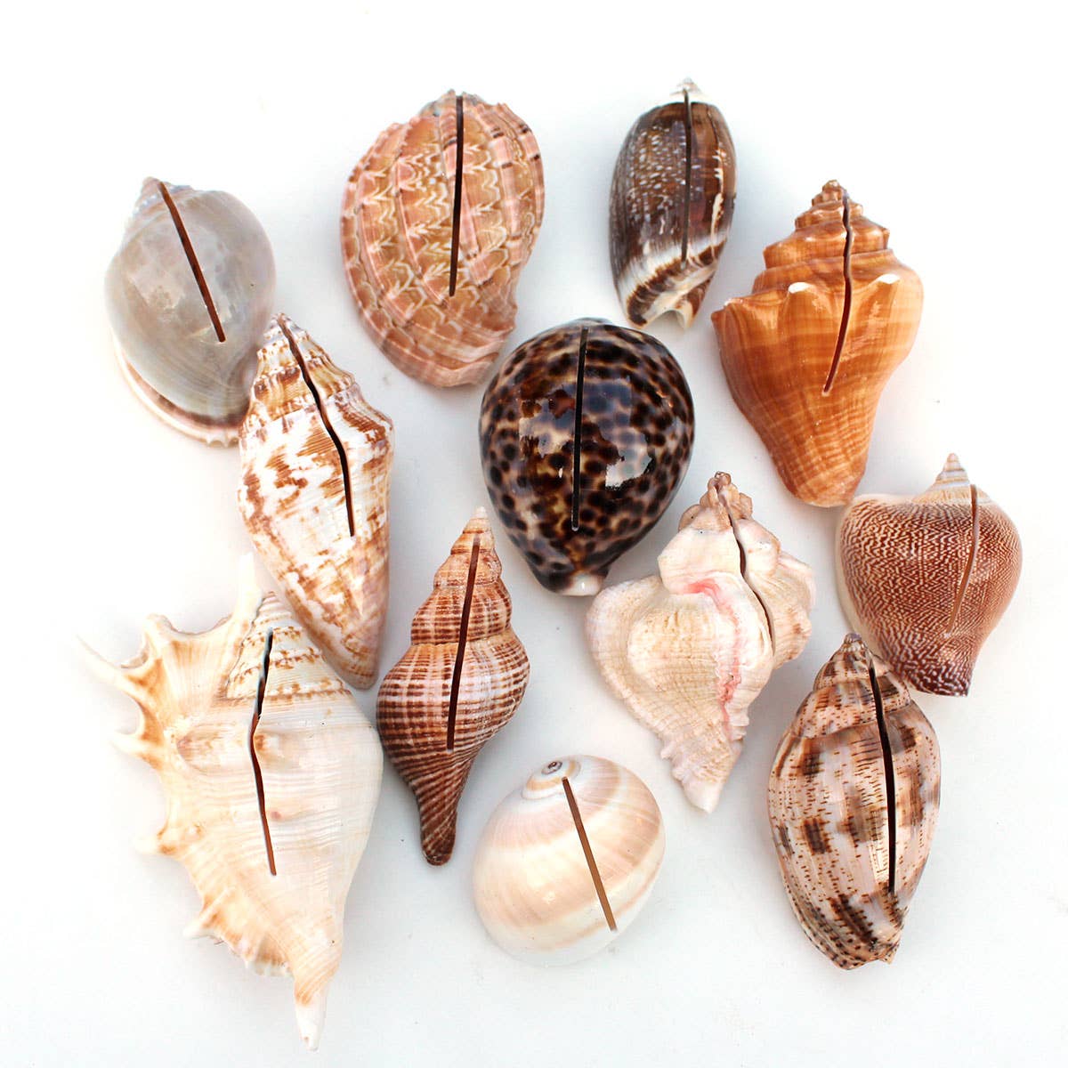 Seashell Place Card/ Photo Holders