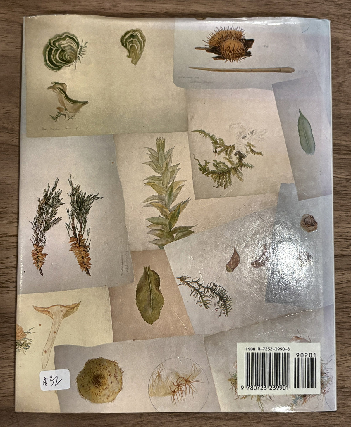 A Victorian Naturalist — Beatrix Potter (drawings)