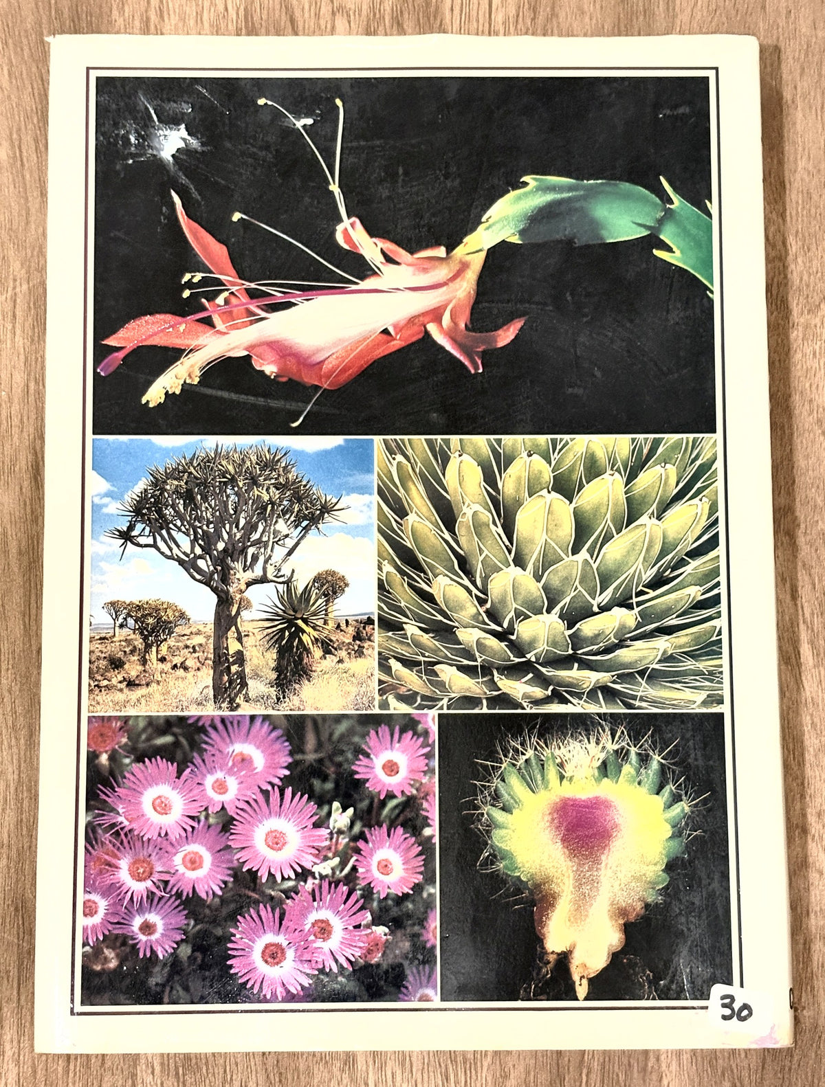 The Illustrated Encyclopedia of Succulents — Gordon Rowley