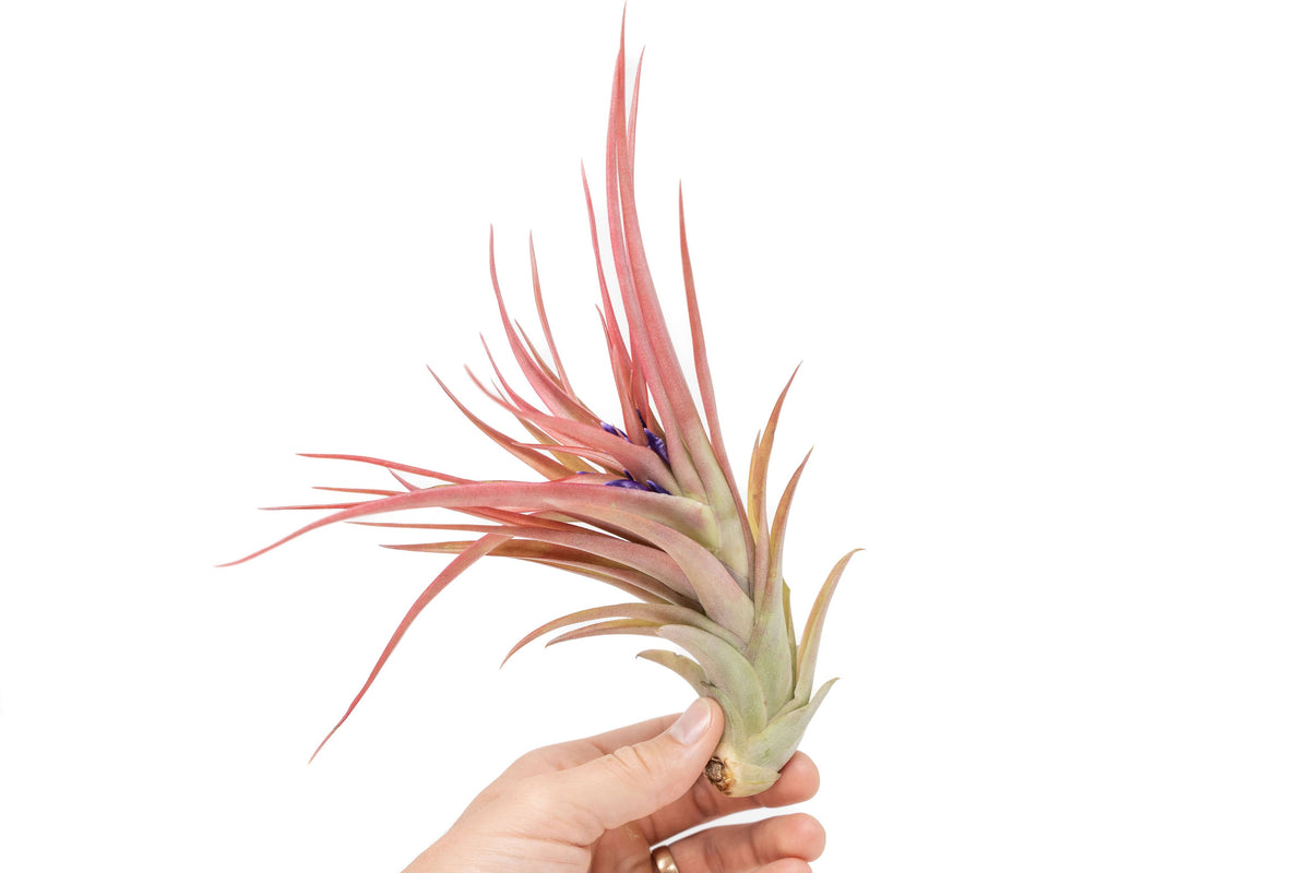 Large Tillandsia Abdita Air Plants